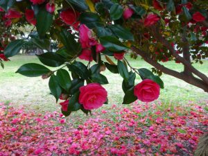 椿の花後の処理は大変